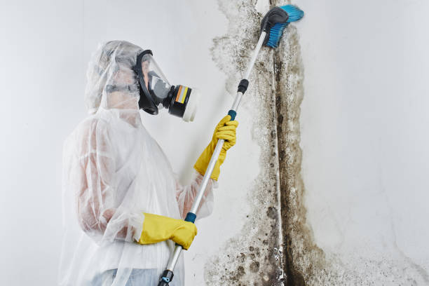 Best Mold Damage Repair  in Broadview Park, FL