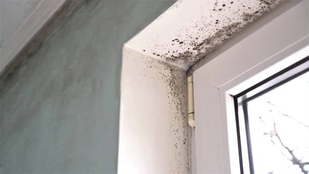 Best Mold Remediation Services  in Broadview Park, FL