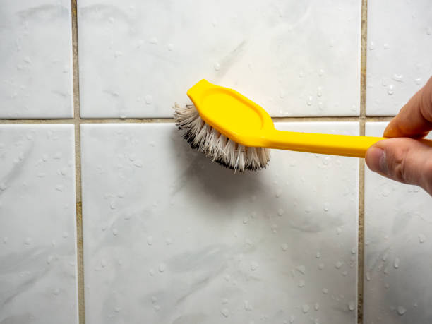 Best Mold Removal Company Near Me  in Broadview Park, FL