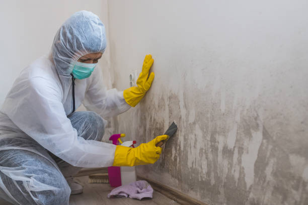 Best Residential Mold Removal  in Broadview Park, FL