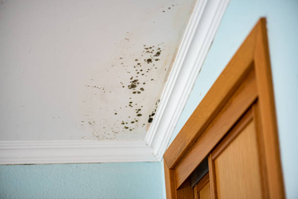 Best Emergency Mold Removal  in Broadview Park, FL