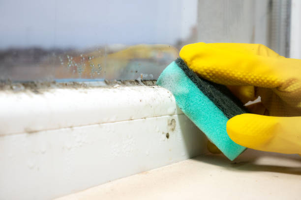 Best Local Mold Removal Service  in Broadview Park, FL