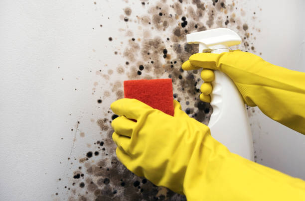 Best Commercial Mold Removal  in Broadview Park, FL