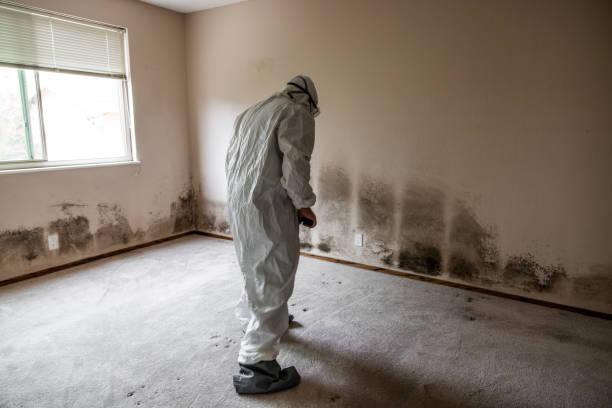 Best Mold Damage Repair  in Broadview Park, FL