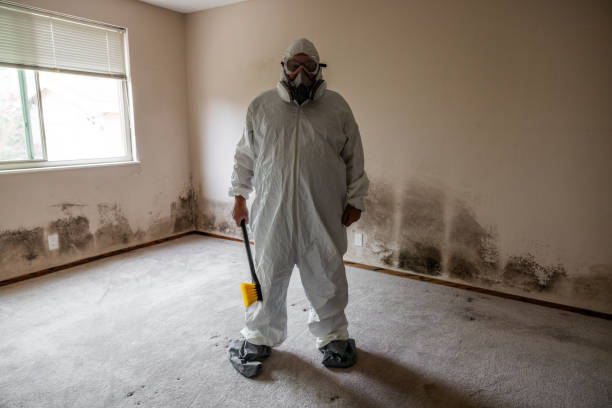 Best Mold Damage Repair  in Broadview Park, FL